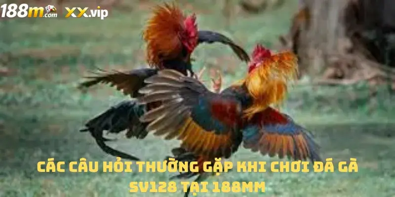Các câu hỏi thường gặp khi chơi Đá gà SV128 tại 188MM
